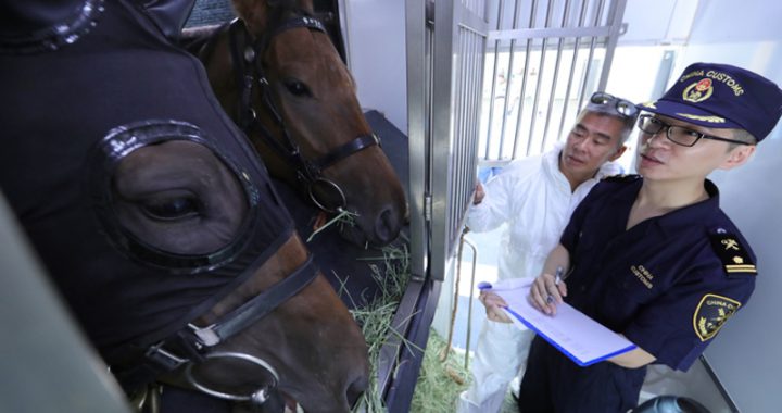 赛马经常于粤港通关