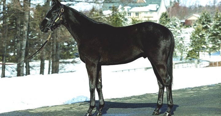 大震撼子嗣「プレミアステップスの19」