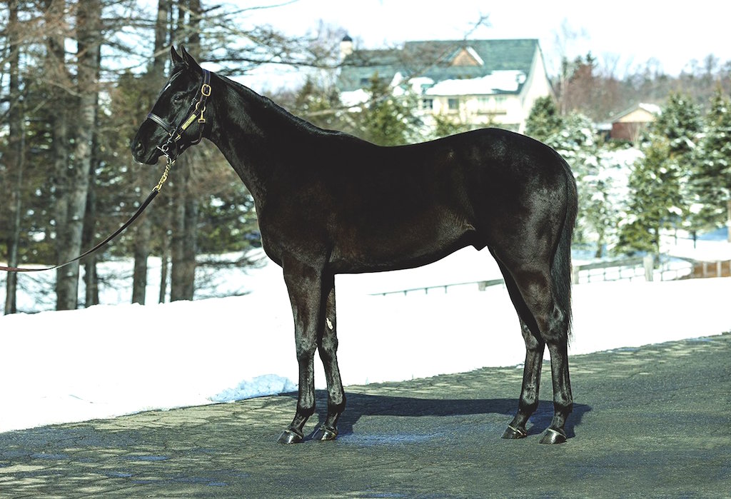 大震撼子嗣「プレミアステップスの19」