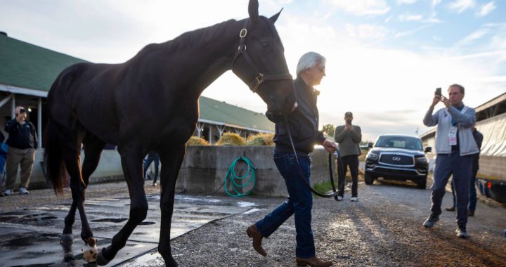 麦地那精神与练马师贝佛特
